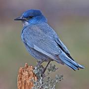 Pinyon Jay