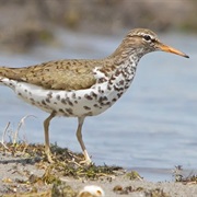 Spotted Sandpiper