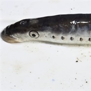 Pacific Lamprey