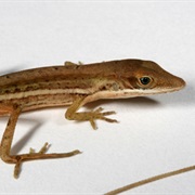 Finca Ceres Anole