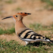 Eurasian Hoopoe