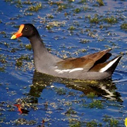 Common Gallinule