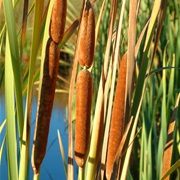 Bulrush (Typha Orientalis)