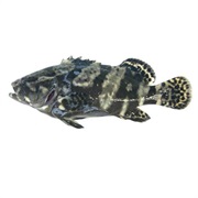 Sabah Grouper /  / Pearl Grouper / Hybrid Grouper