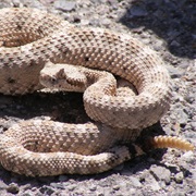 Rattlesnake