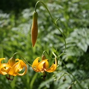 Columbia Lily (Lilium Columbianum)