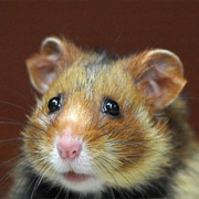 Fire-Bellied Field Hamster