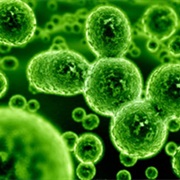 Discovery of Germ Theory of Disease - 1881