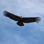 Watching the Condors in Colca Canyon, Peru