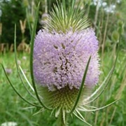 Teasel