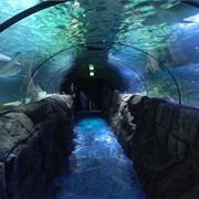 Visit Sydney Aquarium