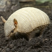 Armadillo