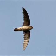 Swiftlet
