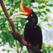 Rhinoceros Hornbill (Malaysia)