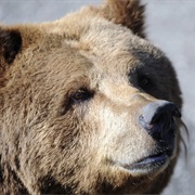 See Bear in Polish Mountains