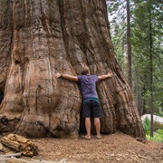Hug a Sequoia in California on Arbor Day