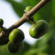Cluster Fig Tree (Ficus Racemosa)