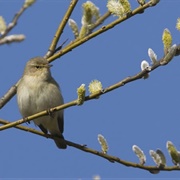 Dearne Valley - Wombwell Ings