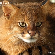 Pampas Cat