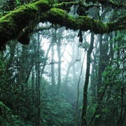 Taman Negara National Park - Malaysia