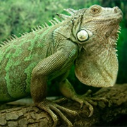Iguana