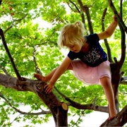 Climb to the Top of a Tree