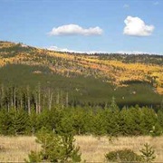 Ashley National Forest