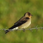 Southern Rough-Winged Swallow (Stelgidopteryx Ruficollis)