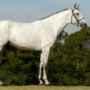 Brazilian Sport Horse