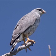 Gray Hawk