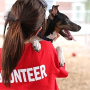 Volunteer With an Animal Rescue