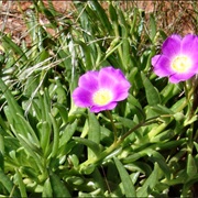 Parakeelya (Calandrinia Balonensis)