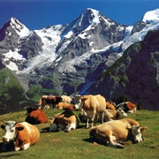 To Take a Photo With Cows in Switzerland Mountains
