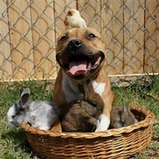Pit Bull Awareness Month (October)