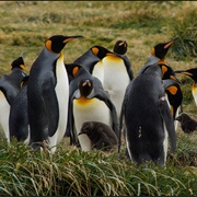 Parque Penguino Rey, Chile