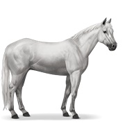 Quarter Horse - Light Gray