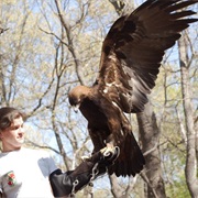 Hold an Eagle
