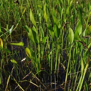 Sessilefruit Arrowhead (Sagittaria Rigida)