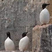 Coburg Island Nunavut Canada