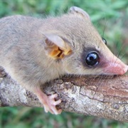 Chacoan Gracile Opossum