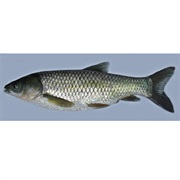 Grass Carp