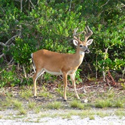 National Key Deer Refuge