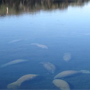 Manatee Springs State Park, Florida