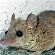 Emilia's Short-Tailed Opossum