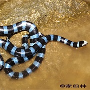Sea Krait