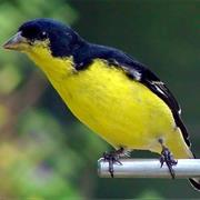 Lesser Goldfinch