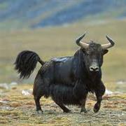 Yak