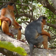 Altos De Nsork National Park