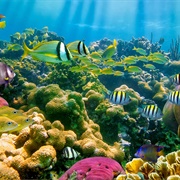 Réserve Cousteau, Guadeloupe