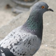 Pigeon